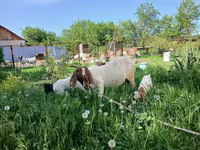 بز ماده, Boer goat — عکس 2