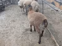 قوچ, گوسفند — عکس 2
