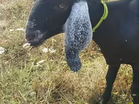 بکری, Nubian Goat — تصویر 5