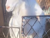 بز ماده, Alpine goat — عکس 2