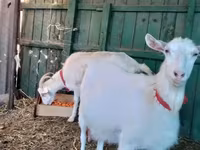 بز ماده, Saanen goat — عکس 4