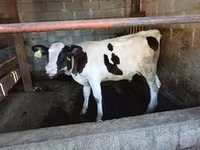 Toro, Swiss cattle — foto 3