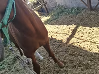 ঘোড়া, Arabian horse — ছবি 7