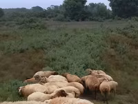 Moutons (lot, sexe non indiqué), Moutons — photo 1