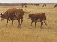 گاو ماده, Latvian Blue cattle — عکس 1