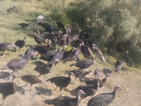 Turkeys — รูปภาพ 3