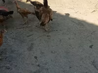 Chickens — zdjęcie 4