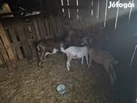 بز نر, Alpine goat — عکس 1