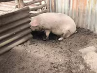 Мегежін, Шошқалар — 3-сурет