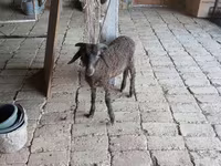 Montone, Arabi sheep — foto 2