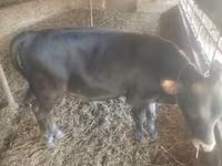 Toro, Bovini — foto 5