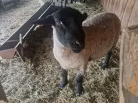 แกะตัวผู้, White Suffolk sheep — รูปภาพ 2