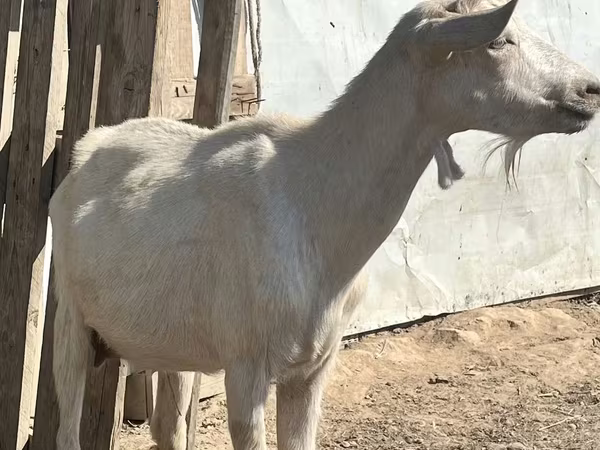 Kambing betina, LaMancha goats