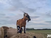 Mbuzi jike, Mbuzi — picha 6