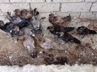 Ducks — ፎቶ 3