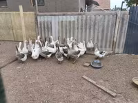 Geese — акс 4