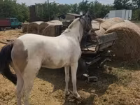 Kuda betina, Horses — foto 4