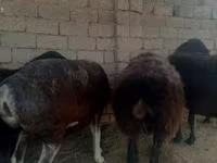 میش, گوسفند — عکس 2