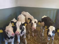 Toro, Razza Holstein — foto 2