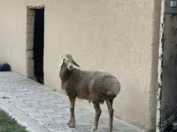 Oaie, Arashan sheep — foto 2