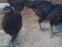 Chickens — عکس 6