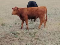 گاو ماده, Ukrainian grey cattle — عکس 1