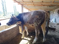 Vacă, Swiss cattle — foto 5