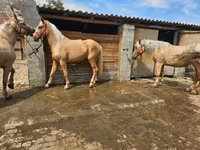 母马, Horses — 照片 4