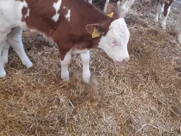 Bydło (partia, płeć nieokreślona), Simmental cattle