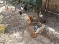 Chickens — عکس 7