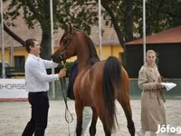 اسب نر, Arabian horse — عکس 2
