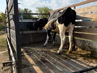 Ko, Russian Black pied cattle — foto 1