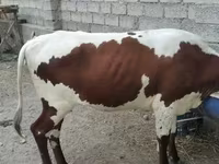 Lo’, Simmental cattle — sawirka 1