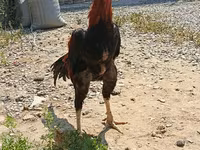 Chickens — foto 2