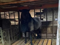 Ram, Romanov sheep — photo 3