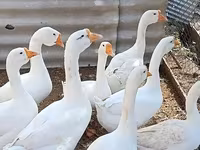 لیندا — عکس 2