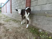Vacă, Simmental cattle — foto 6