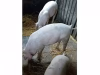 公猪 — 照片 1
