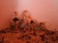 Chickens — акс 7