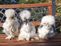 Silkie — foto 2
