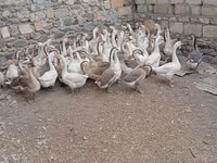 Geese — Foto 2
