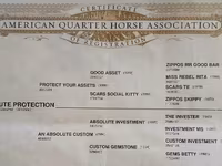 ม้าตัวผู้, Quarter Horse — รูปภาพ 7