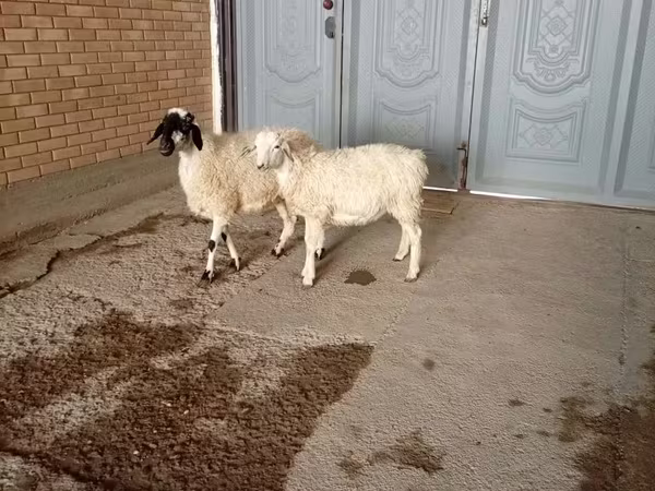 Billy Goat, Goats