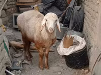 Խոյ, Edilbay sheep — լուսանկար 5