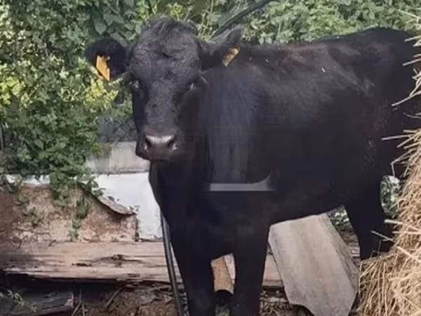Vacă, Bovine — Georgia
