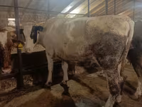 گاو ماده, Simmental cattle — عکس 4
