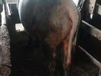 Lembu jantan, Russian Black pied cattle — foto 2