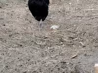 Chickens — புகைப்படம் 6