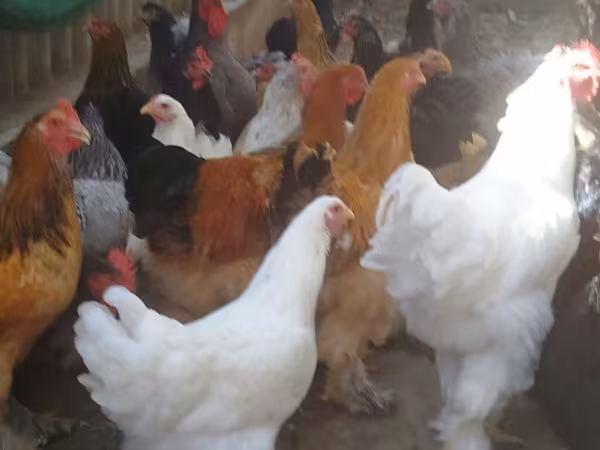 Brahma