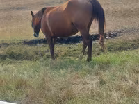 Mare, Horses — photo 2